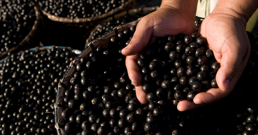 Acai: Eigenschaften, Verwendungen und Kontraindikationen der Beeren