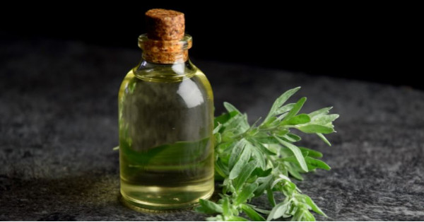 Absinthe (Artemisia absinthium): Properties, Plant, Liqueur