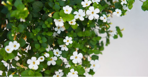 Bacopa Monnieri (Brahmi): Eigenschaften, Wofür es Verwendet Wird und Wie man es Anwendet
