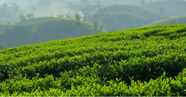 Bancha Tea: Properties, Benefits, and When to Drink Japanese Green Tea
