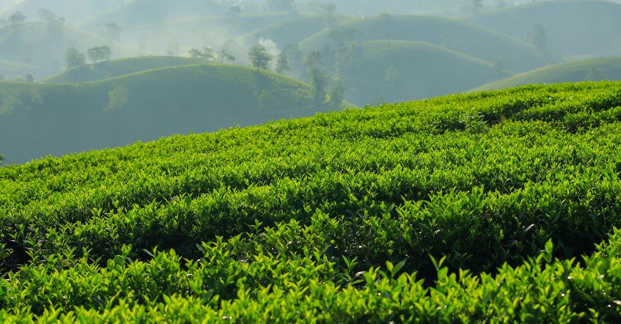 Bancha Tea: Properties, Benefits, and When to Drink Japanese Green Tea