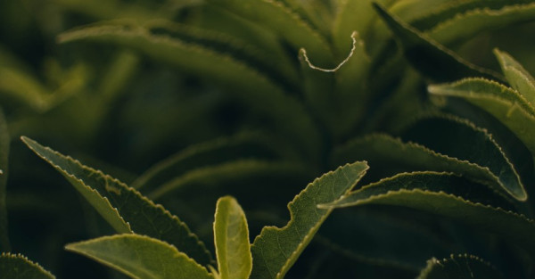 Camellia Sinensis: La Pianta del Tè