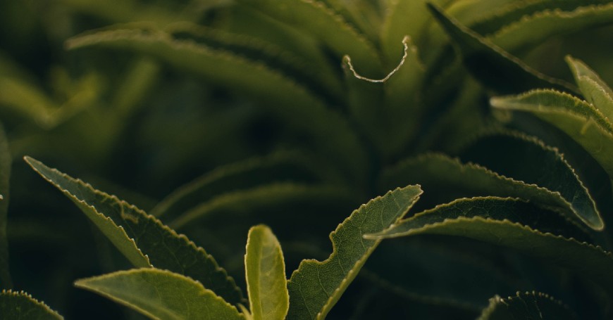 Camellia Sinensis: The Tea Plant
