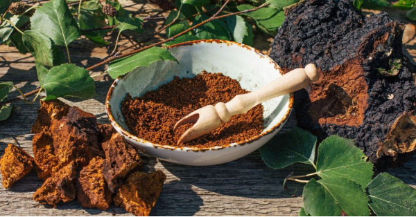 Chaga: Cómo Usarlo, Para Qué Sirve y Recetas