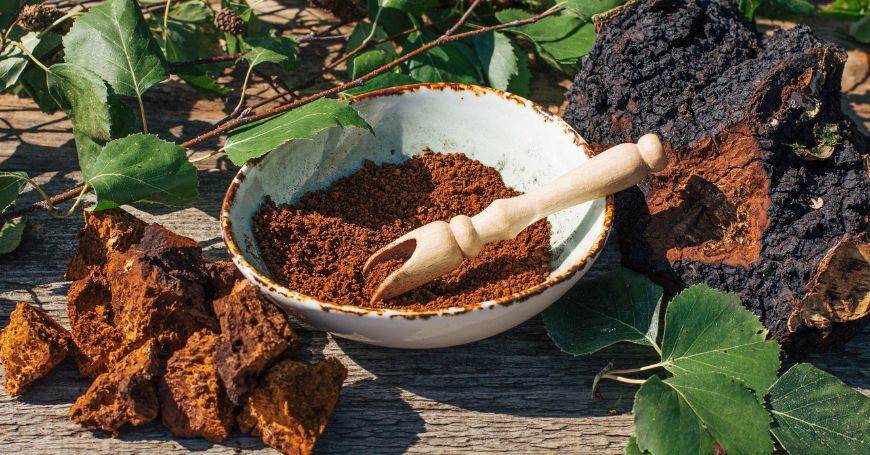 Chaga: Wie man es verwendet, wofür es dient und Rezepte