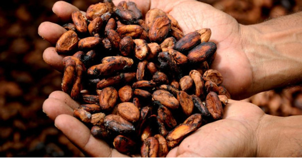 Cacao Criollo: La Varietà di Cacao Più Pregiata e Rara al Mondo