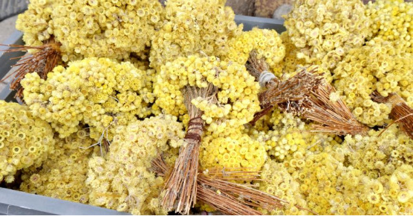Helichrysum: Properties, Benefits, Uses