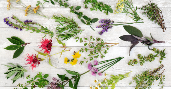 Herbes diurétiques contre la rétention d'eau et les gonflements