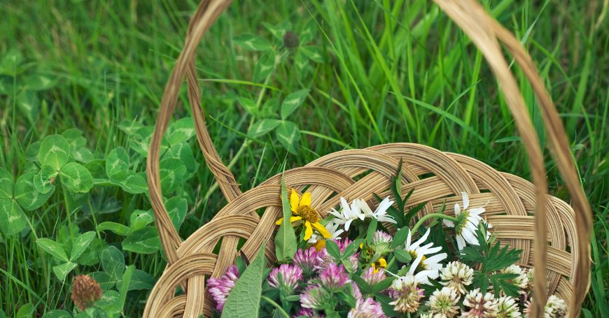 Wild Spring Herbs: How to Recognize and Cook Them