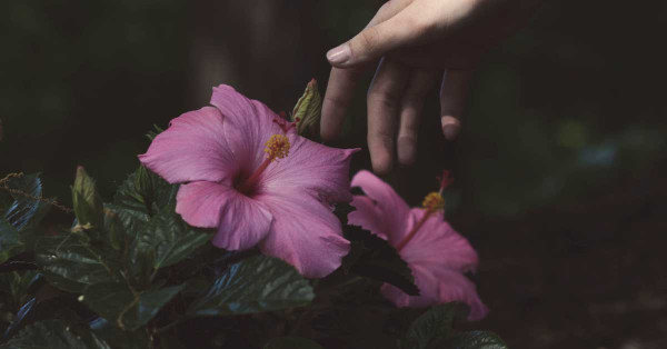 Fiori di Ibisco: proprietà benefici e ricetta del tè all'ibisco