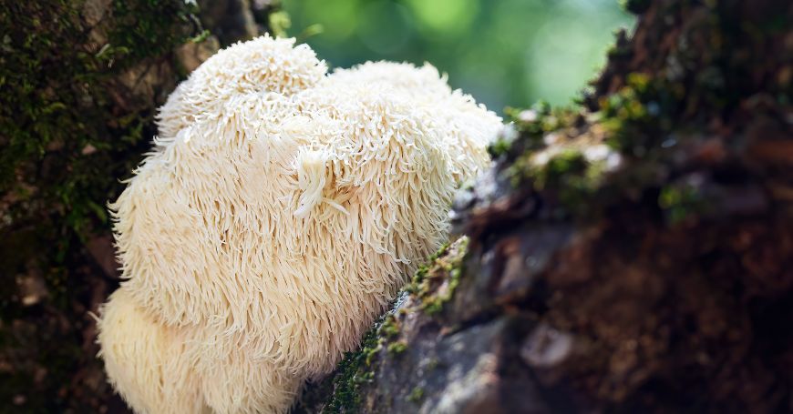 Lion's Mane (Criniera di Leone): Proprietà, Benefici, Usi e Controindicazioni