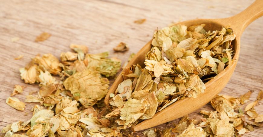 Hopfen: Eigenschaften und Anwendungen in der Kräuterkunde und Küche der Bierpflanze