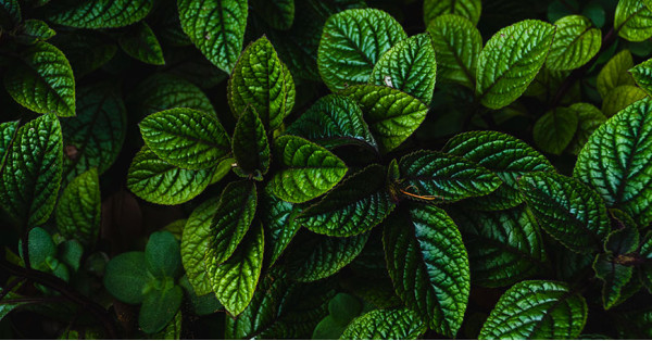 Menthe douce : la meilleure amie des femmes