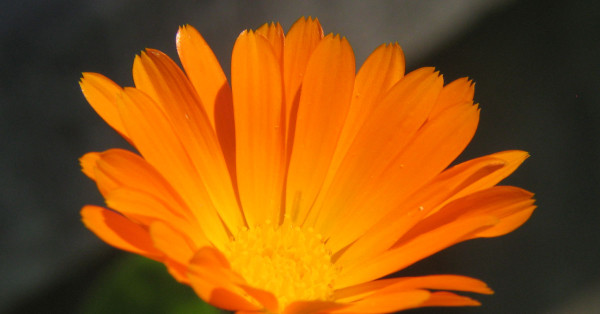 Oleolito di calendula: Ricetta