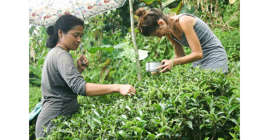 La recolección del té: nuestro viaje entre Nepal e India