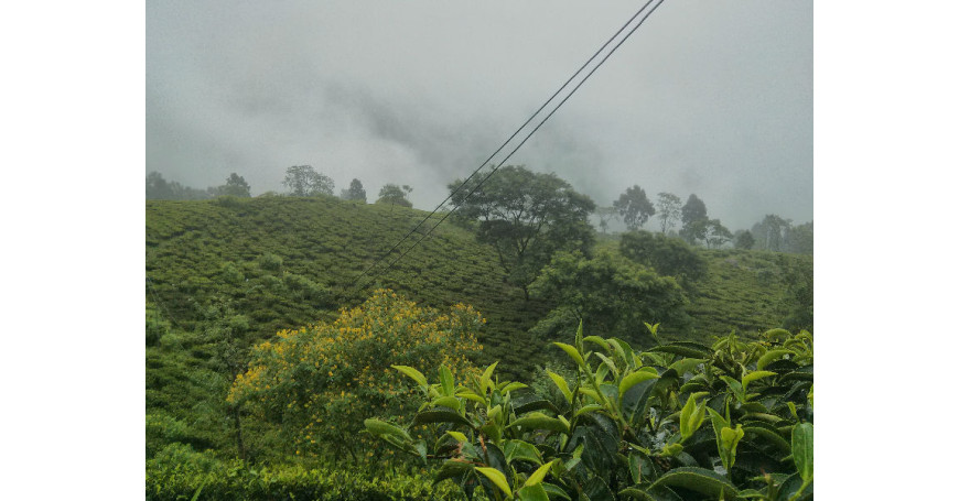 Die Teeernte: Unsere Reise zwischen Indien und Nepal Teil 2.