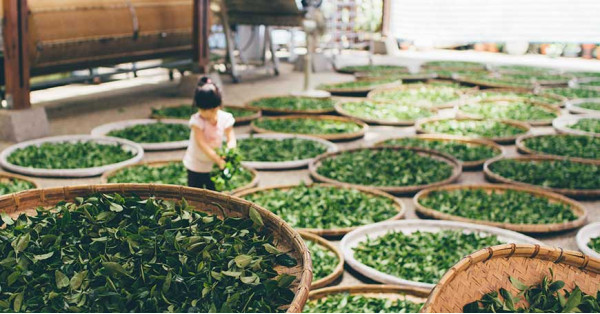 Sencha, Té Verde Japonés: Propiedades y Preparación