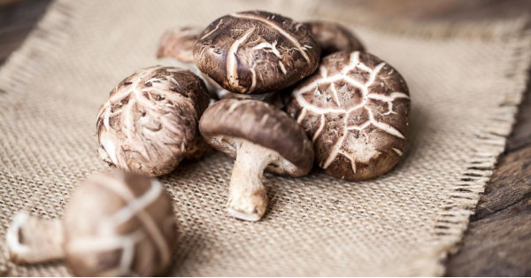 Setas Shiitake: Propiedades, Beneficios, Recetas y Contraindicaciones