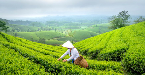 Té Amarillo: Beneficios y Variedades de la Preciada Infusión China