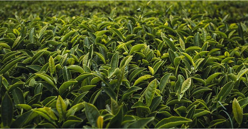 Té Verde: Qué es, Historia, Rolling, Oxidación y Terroir