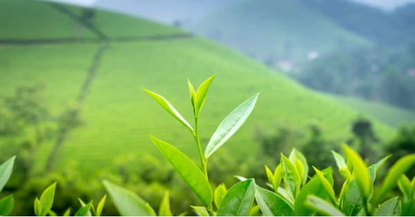 Tè Verde: Benefici, Proprietà, Controindicazioni e Uso
