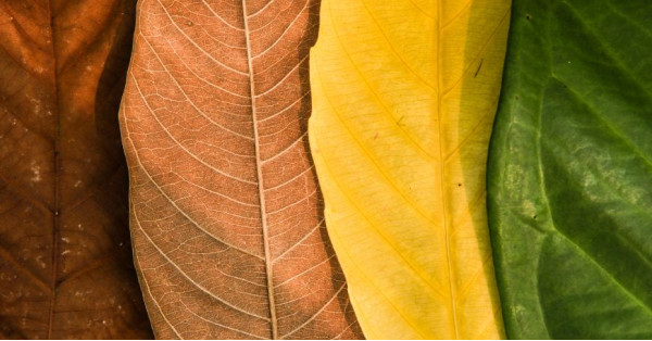 Tisanes pour le Changement de Saison : Lesquelles Choisir et Comment les Préparer