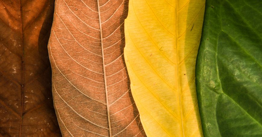 Tisanes pour le Changement de Saison : Lesquelles Choisir et Comment les Préparer