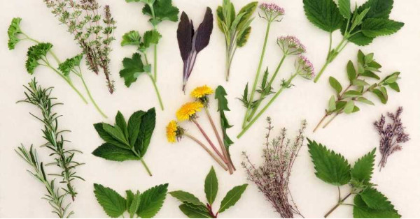 Infusions Détox Faites Maison : Quelles Sont les Meilleures Herbes Détox ?