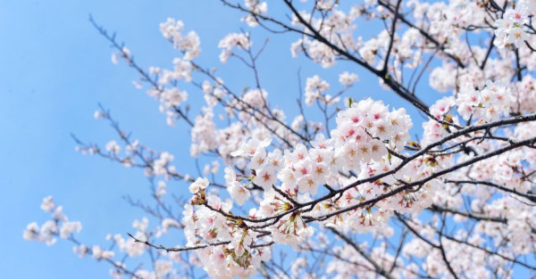 Tisane di Primavera: Migliori Erbe, Proprietà e Ricette