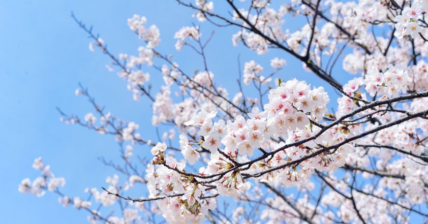 Tisane di Primavera: Migliori Erbe, Proprietà e Ricette