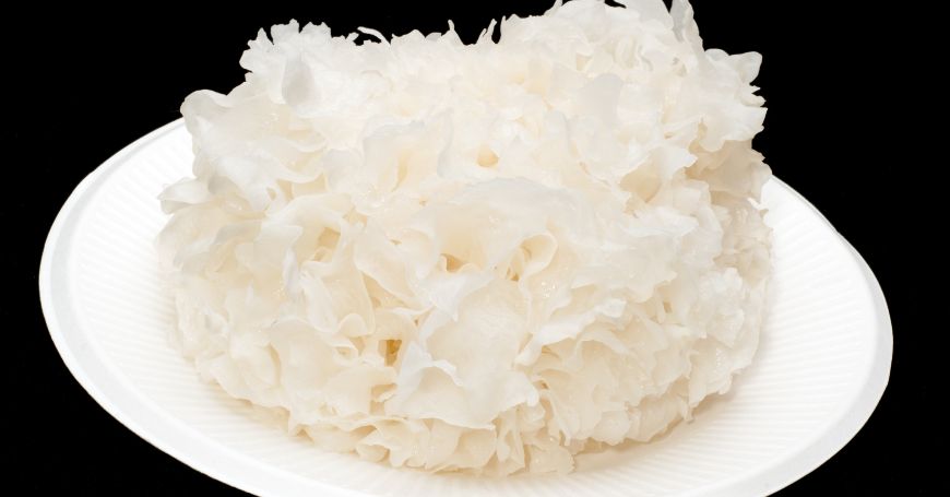 Tremella Fuciformis : Propriétés, Utilisations et Recettes du Champignon des Neiges