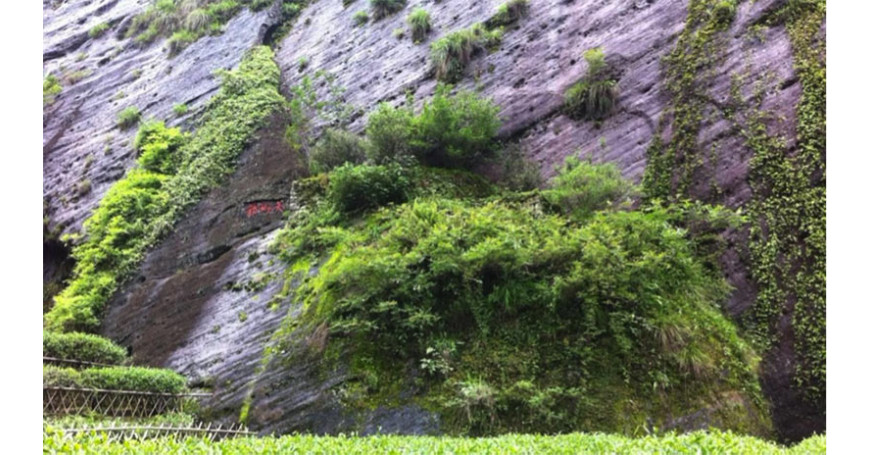 Los tés Oolong de Roca de Wuyi Yan Cha