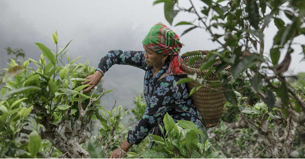 Viaggio in Vietnam 2019 alla scoperta dei luoghi del tè