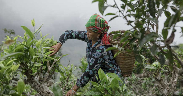 Trip to Vietnam 2019 discovering tea places