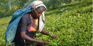 Tea from Sri Lanka