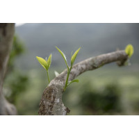 Té amarillo de árboles antiguos