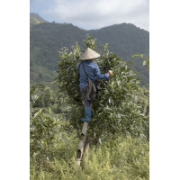 Thé Shan, thé jaune des arbres anciens