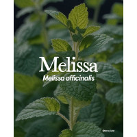Melissa essential oil
