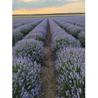 Aceite esencial de lavanda