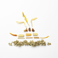 Forêt enchantée - tisane de sauge et fèves tonka