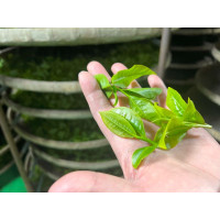 Topaz Gaba Oolong Tea