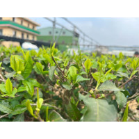 Té Gaba oolong Ámbar