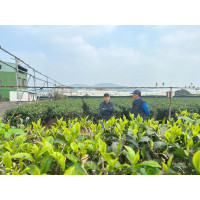 Ruby Gaba Oolong Tea