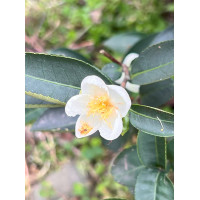 Té Gaba oolong Ámbar