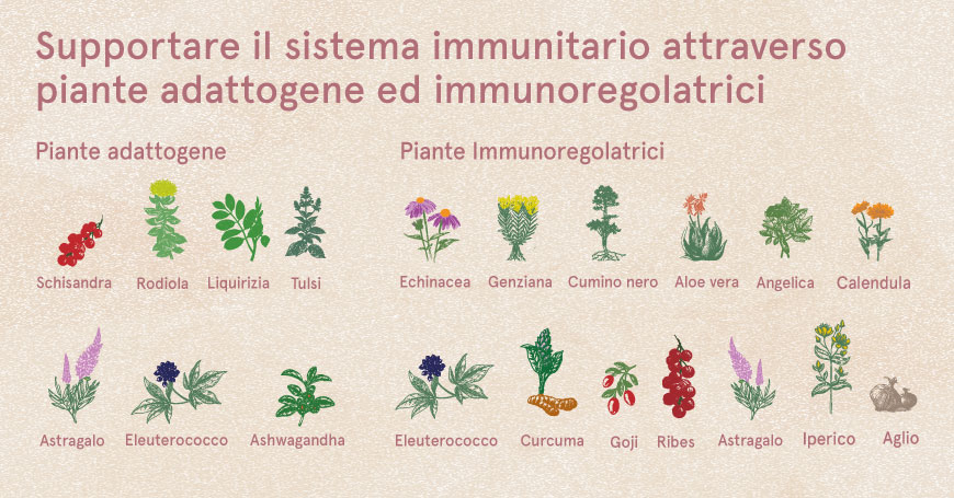 remèdes naturels pour l'endométriose et le soutien du système immunitaire