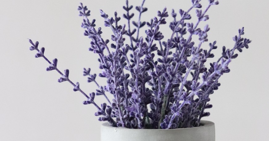 lavanda