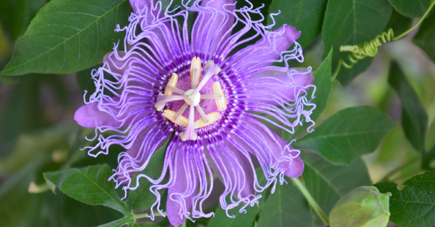 passiflora dormire