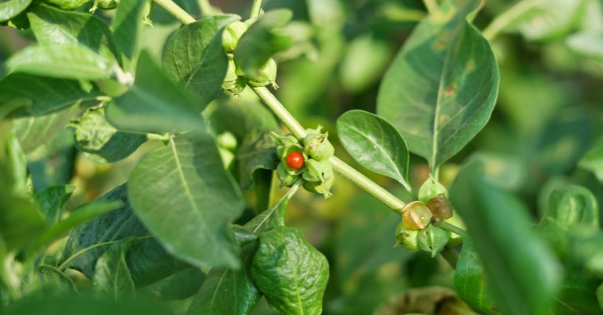 planta de ashwagandha