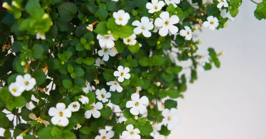 bacopa pflanze