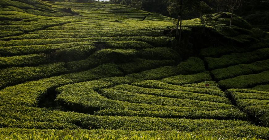 bancha tea fields